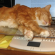Illustration for article titled Pawsense, Kitty Keyboard Kover Prevents that Feline from Typipppppffffffssss